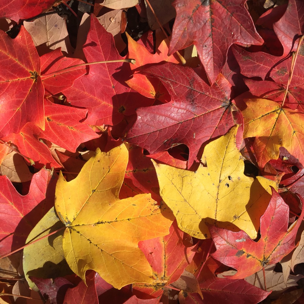 Meet your Posher, Ying